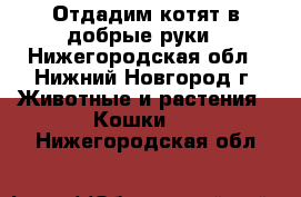 Отдадим котят в добрые руки - Нижегородская обл., Нижний Новгород г. Животные и растения » Кошки   . Нижегородская обл.